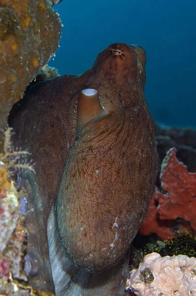 13131076. Day Octopus - Batu Mandi dive site, Bangka Island