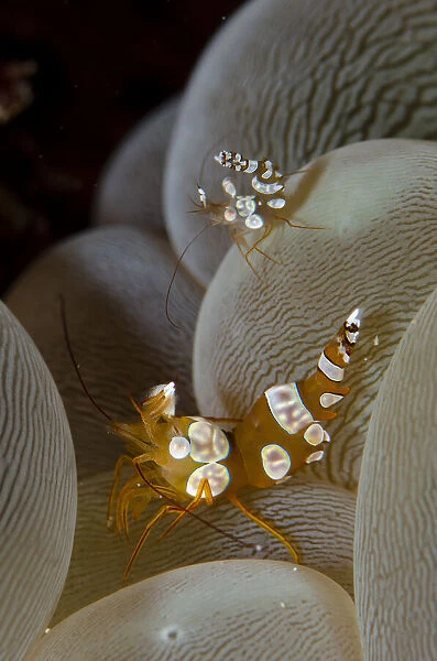 13131077. Pair of Squat Shrimps on Bubble Coral 