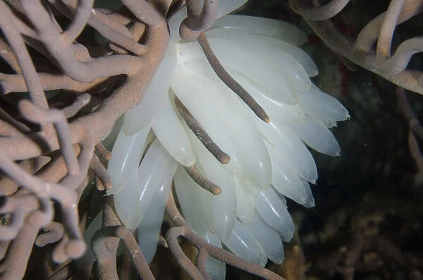 13131079. Egg mass of Bigfin Reef Squid - Kahuku dive site