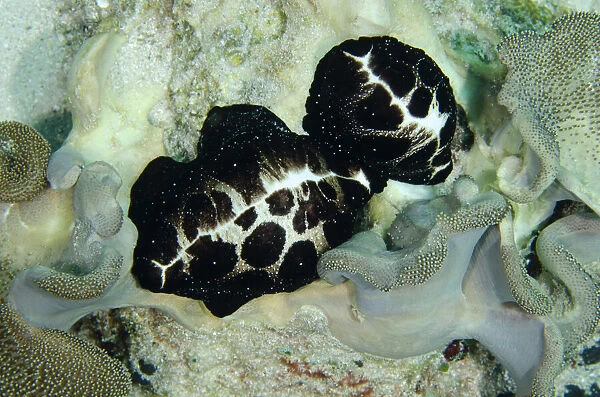 13131085. Pair of Egg Cowries on coral - Batu Gosoh dive site