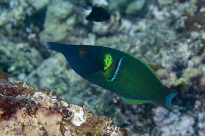 Framed Print : 13131092. Male Birdnose Wrasse - Sahaung Pinnacle dive site Framed Print : 13131092. Male Birdnose Wrasse - Sahaung Pinnacle dive site