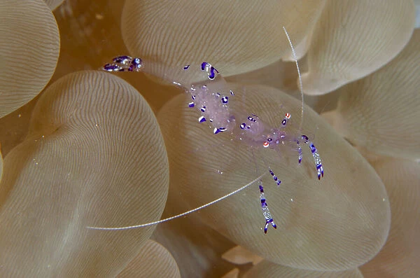 13131097. Sarasvati Anemone Shrimp in Bubble Coral 