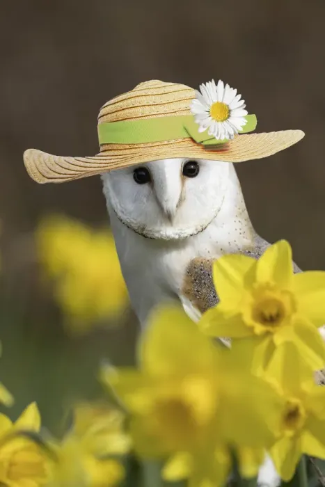 Framed Print : 13131103. Barn Owl wearing straw hat Date Framed Print : 13131103. Barn Owl wearing straw hat Date