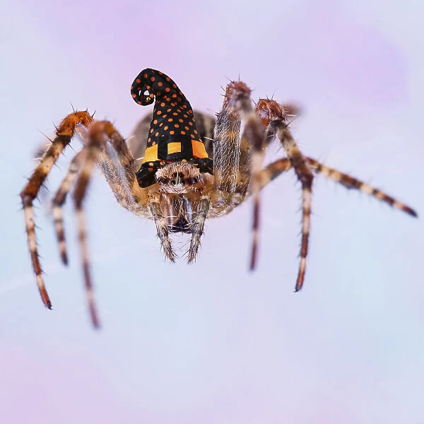 13131108. Garden Spider, on web wearing Witches halloween hat Date