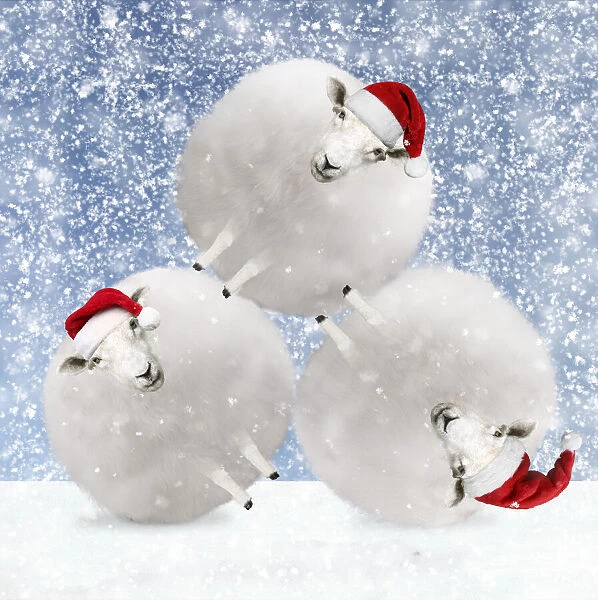 13131110. Sheep, fluffy white snowballs with Christmas hats in winter snow Date