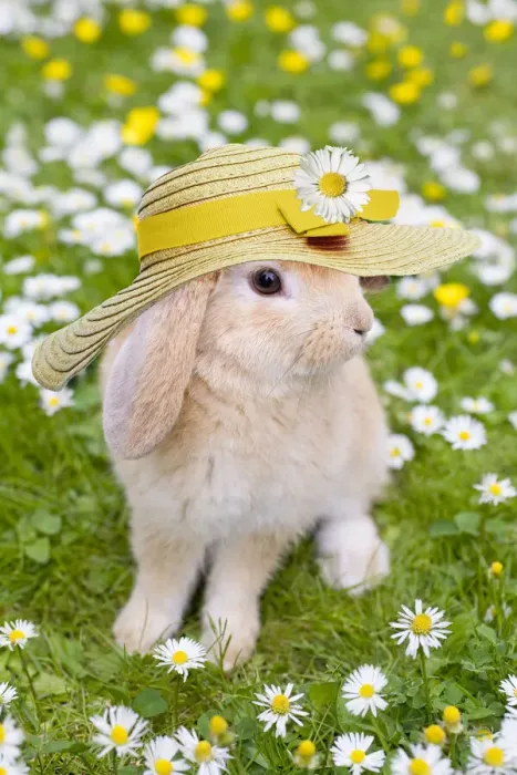 Framed Print : 13131112. Rabbit, young with hat on grass lawn amongst daisies and buttercups Date Framed Print : 13131112. Rabbit, young with hat on grass lawn amongst daisies and buttercups Date