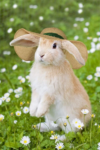 13131114. Lop Eared Rabbit, young with hat on garden lawn Date