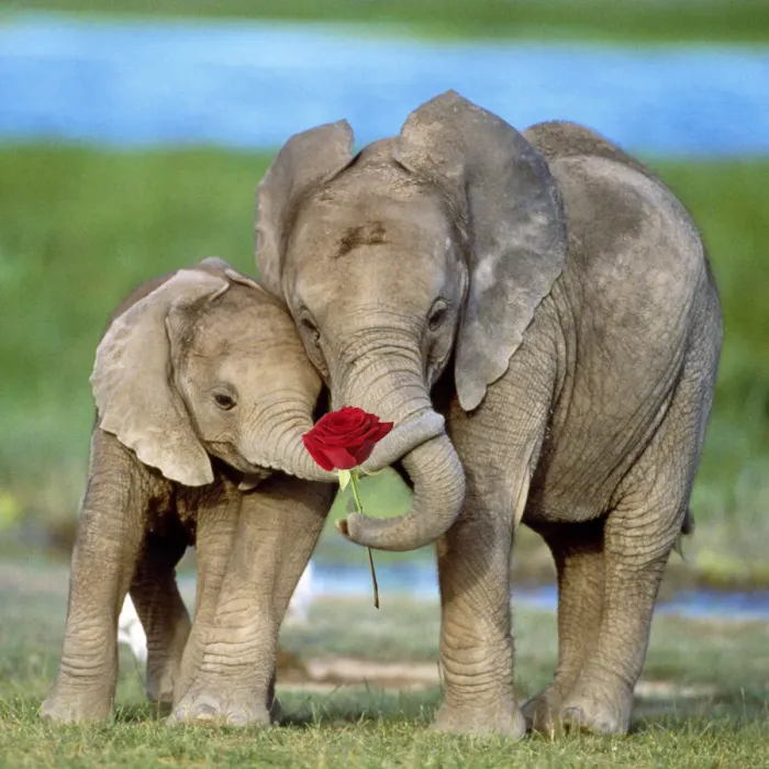 Framed Print : 13131115. African Elephant, two calves with red rose and trunks together Date Framed Print : 13131115. African Elephant, two calves with red rose and trunks together Date