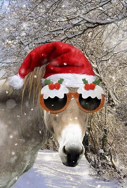 13131147. Donkey - wearing Christmas hat and glasses in snowy scene Date