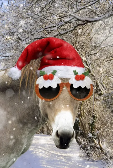 Framed Print : 13131147. Donkey - wearing Christmas hat and glasses in snowy scene Date Framed Print : 13131147. Donkey - wearing Christmas hat and glasses in snowy scene Date