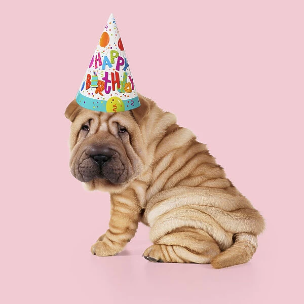 13131148. Shar Pei Dog, Puppy sitting down wearing Happy Birthday party hat Date