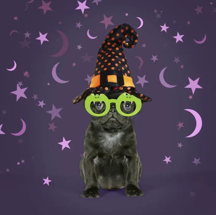 Framed Print : 13131149. Black Pug Dog, puppy (6 weeks old) wearing witches hat Date Framed Print : 13131149. Black Pug Dog, puppy (6 weeks old) wearing witches hat Date