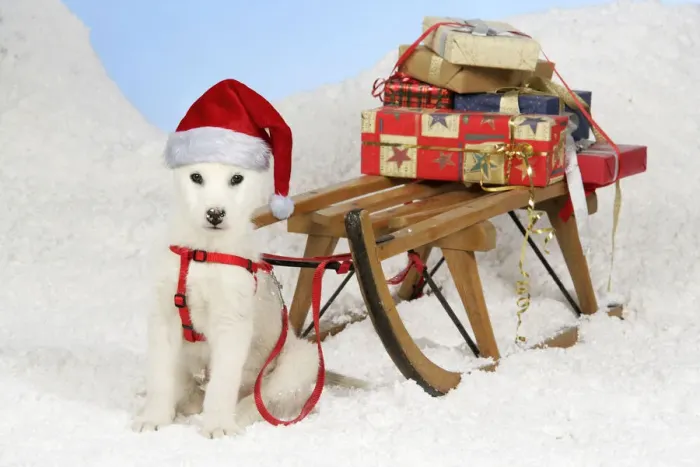 Framed Print : 13131150. Husky Dog, puppy (7 weeks old) wearing Christmas hat with sledge Framed Print : 13131150. Husky Dog, puppy (7 weeks old) wearing Christmas hat with sledge