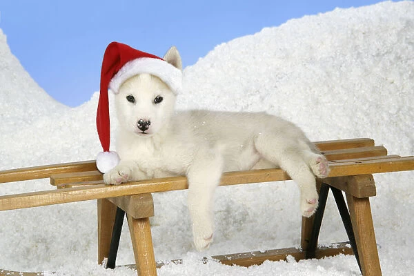 13131151. DOG. husky puppy (7 weeks old ) on a sledge wearing Christmas hat Date