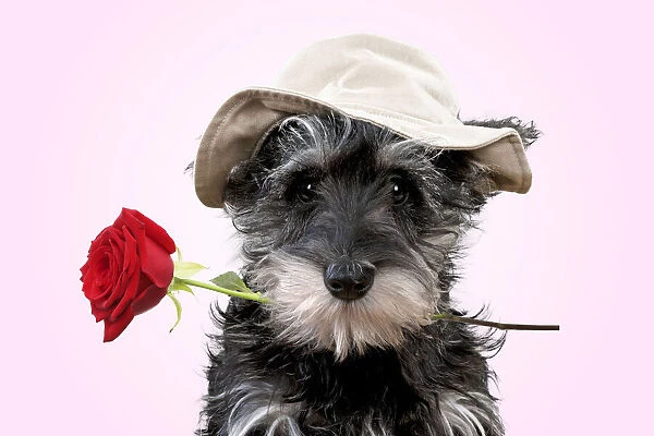 13131152. Schnauzer Dog, puppy wearing a floppy hat holding a red rose Date