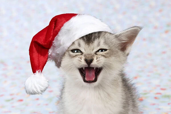 13131154. Burmilla Cat  /  Asian X breed kitten ( 6 weeks old ) wearing Christmas hat Date