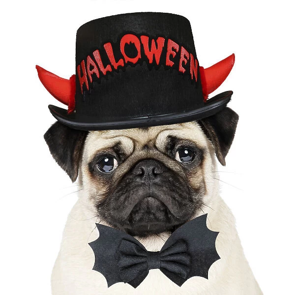 13131159. DOG. Fawn pug wearing Halloween hat and bow tie Date