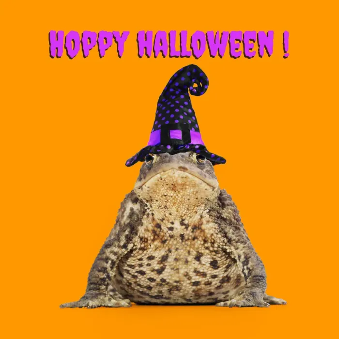 Framed Print : 13131161. Common Toad wearing witches hat Date Framed Print : 13131161. Common Toad wearing witches hat Date