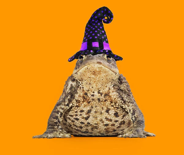 13131162. Common Toad wearing witches hat Date