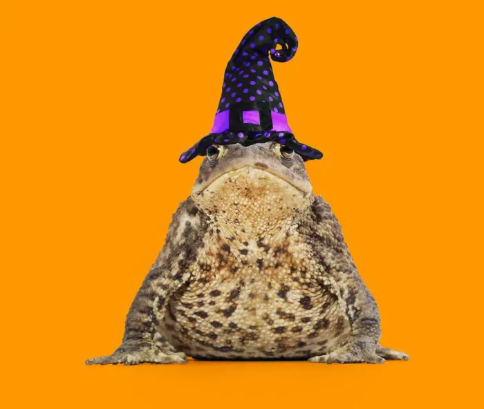 Framed Print : 13131162. Common Toad wearing witches hat Date Framed Print : 13131162. Common Toad wearing witches hat Date