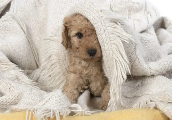 Framed Print : 13131165. DOG. Cavapoo puppy, 6 weeeks old Date Framed Print : 13131165. DOG. Cavapoo puppy, 6 weeeks old Date