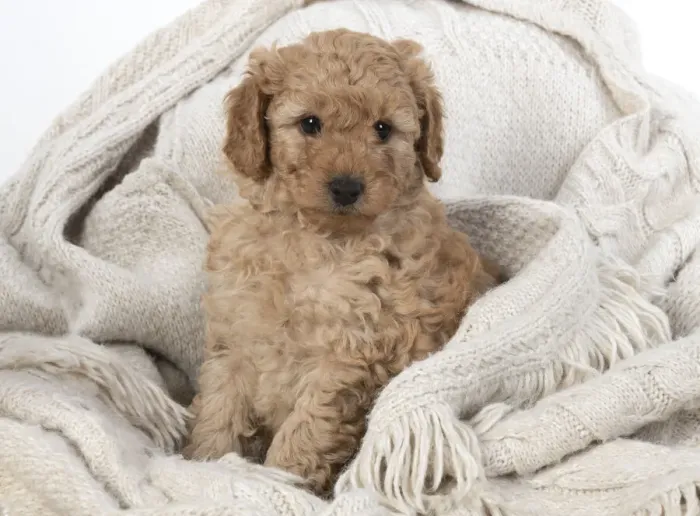 Framed Print : 13131166. DOG. Cavapoo puppy, 6 weeeks old Date Framed Print : 13131166. DOG. Cavapoo puppy, 6 weeeks old Date