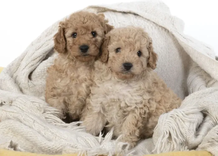 Framed Print : 13131167. DOG. Cavapoo puppies 6 weeks old Date Framed Print : 13131167. DOG. Cavapoo puppies 6 weeks old Date