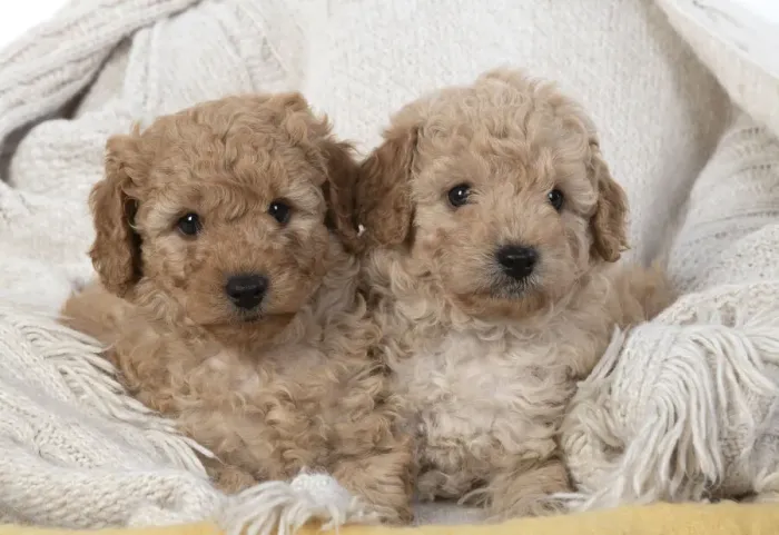 Framed Print : 13131169. DOG. Cavapoo puppies 6 weeks old Date Framed Print : 13131169. DOG. Cavapoo puppies 6 weeks old Date