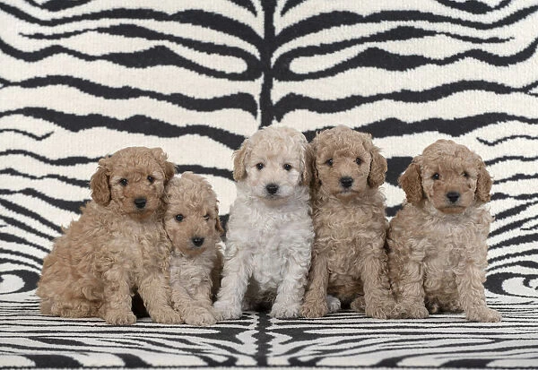 13131170. DOG. Cavapoo puppies (6 weeks old )on zebra patterned rug Date