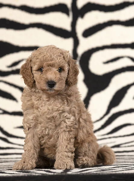 13131171. DOG. Cavapoo puppy 6 weeks old on zebra patterned rug Date