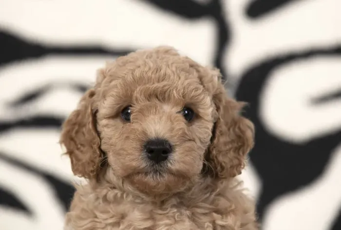 Framed Print : 13131172. DOG. Cavapoo puppy 6 weeks old on a zebra patterned rug Date Framed Print : 13131172. DOG. Cavapoo puppy 6 weeks old on a zebra patterned rug Date