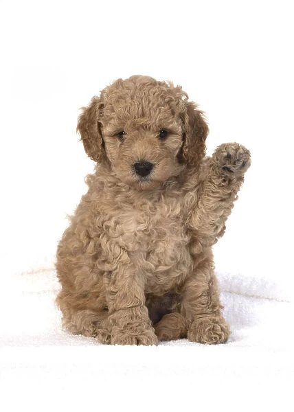 13131173. DOG. Cavapoo puppy 6 weeks old, studio with paw up Date