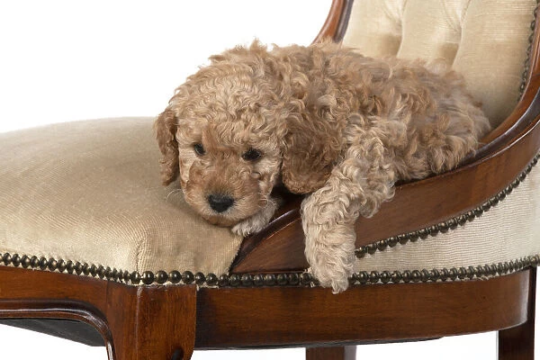 13131174. DOG. Cavapoo puppy, 6 weeks old on old chair, studio Date