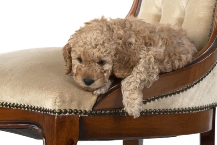 Framed Print : 13131174. DOG. Cavapoo puppy, 6 weeks old on old chair, studio Date Framed Print : 13131174. DOG. Cavapoo puppy, 6 weeks old on old chair, studio Date
