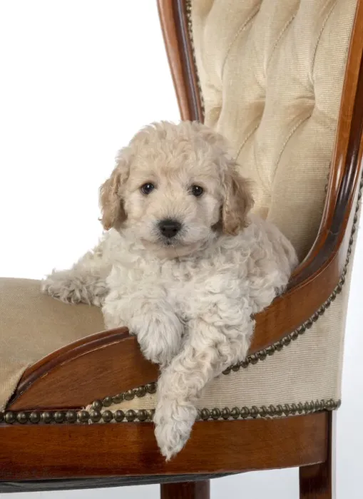 Framed Print : 13131175. DOG. Cavapoo puppy, 6 weeks old on old chair, studio Date Framed Print : 13131175. DOG. Cavapoo puppy, 6 weeks old on old chair, studio Date