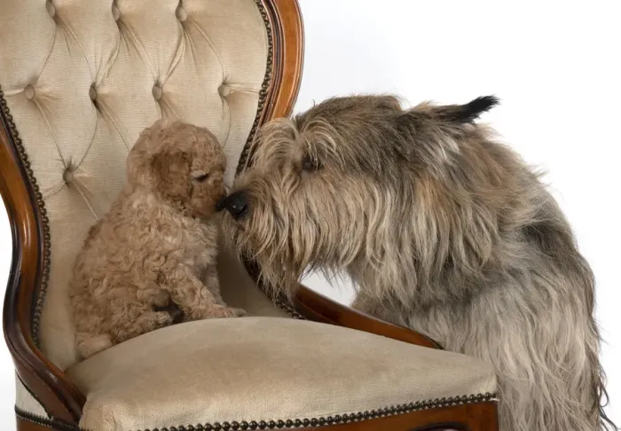 Framed Print : 13131176. DOG. Cavapoo puppy 6 weeks old, on a chair with a Picardy sheepdog Framed Print : 13131176. DOG. Cavapoo puppy 6 weeks old, on a chair with a Picardy sheepdog