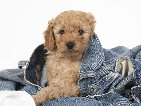 13131179. DOG. Cavapoo puppy, 6 weeks old in a pair of jeans Date
