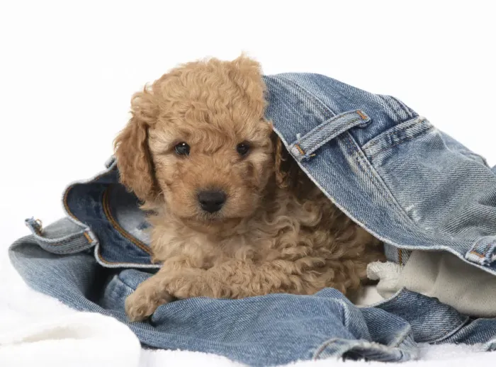 Framed Print : 13131180. DOG. Cavapoo puppy, 6 weeks old in a pair of jeans Date Framed Print : 13131180. DOG. Cavapoo puppy, 6 weeks old in a pair of jeans Date