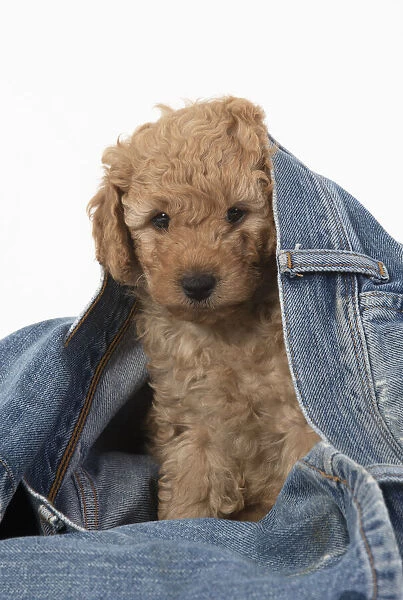 13131181. DOG. Cavapoo puppy, 6 weeks old in a pair of jeans Date