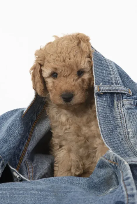 Framed Print : 13131181. DOG. Cavapoo puppy, 6 weeks old in a pair of jeans Date Framed Print : 13131181. DOG. Cavapoo puppy, 6 weeks old in a pair of jeans Date