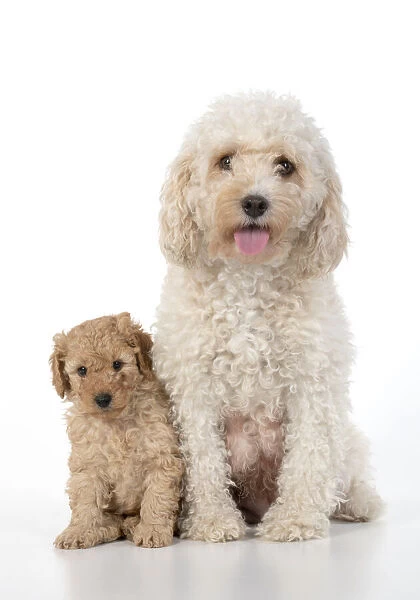 13131182. DOG. Cavapoo, adult and 6 week old puppy, studio Date