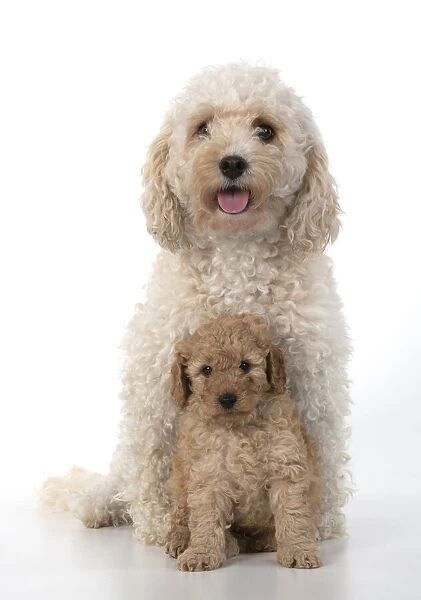 13131183. DOG. Cavapoo, adult and 6 week old puppy, studio Date