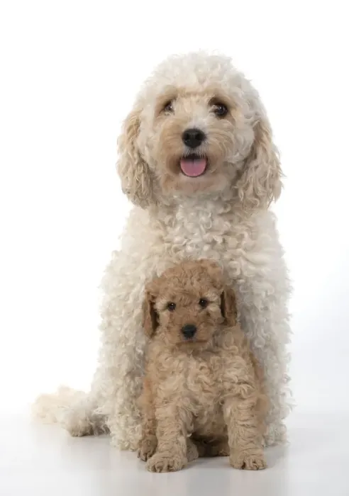 Framed Print : 13131183. DOG. Cavapoo, adult and 6 week old puppy, studio Date Framed Print : 13131183. DOG. Cavapoo, adult and 6 week old puppy, studio Date