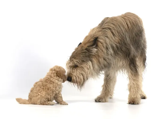 Framed Print : 13131186. DOG. Cavapoo puppy, 6 weeks old with a Picardy sheepdog ( Berger De Picard ) Framed Print : 13131186. DOG. Cavapoo puppy, 6 weeks old with a Picardy sheepdog ( Berger De Picard )