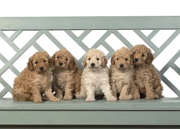 13131191. DOG. Cavapoo puppies, 6 weeks old on a garden bench Date