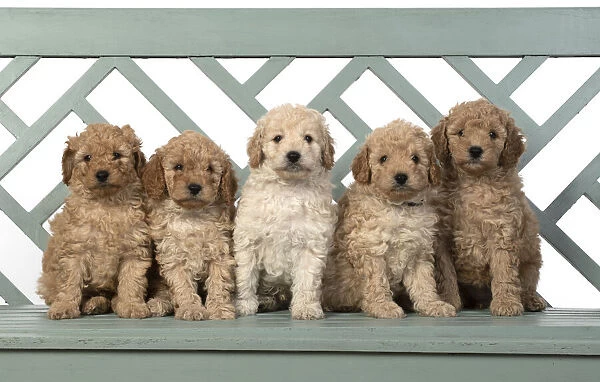 13131192. DOG. Cavapoo puppies, 6 weeks old on a garden bench Date