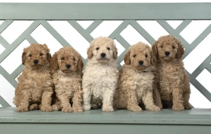 Framed Print : 13131192. DOG. Cavapoo puppies, 6 weeks old on a garden bench Date Framed Print : 13131192. DOG. Cavapoo puppies, 6 weeks old on a garden bench Date