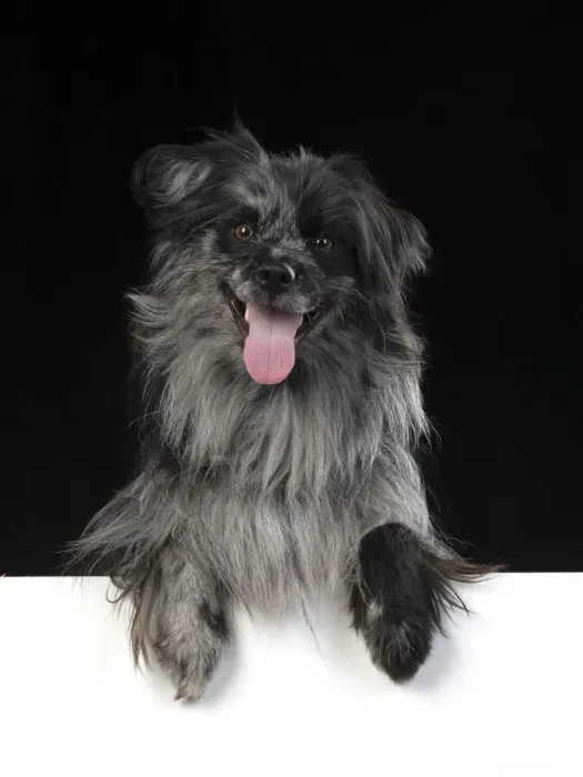 Framed Print : 13131195. DOG. Pyrenean sheepdog, studio, paws over Date Framed Print : 13131195. DOG. Pyrenean sheepdog, studio, paws over Date