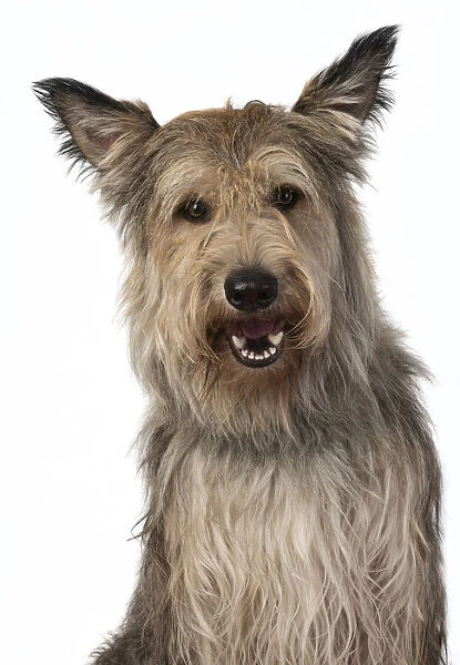 13131198. DOG. Picardy sheepdog, ( Berger De Picard ), studio, face, expressions Date