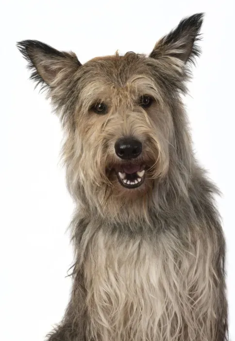 Framed Print : 13131198. DOG. Picardy sheepdog, ( Berger De Picard ), studio, face, expressions Date Framed Print : 13131198. DOG. Picardy sheepdog, ( Berger De Picard ), studio, face, expressions Date